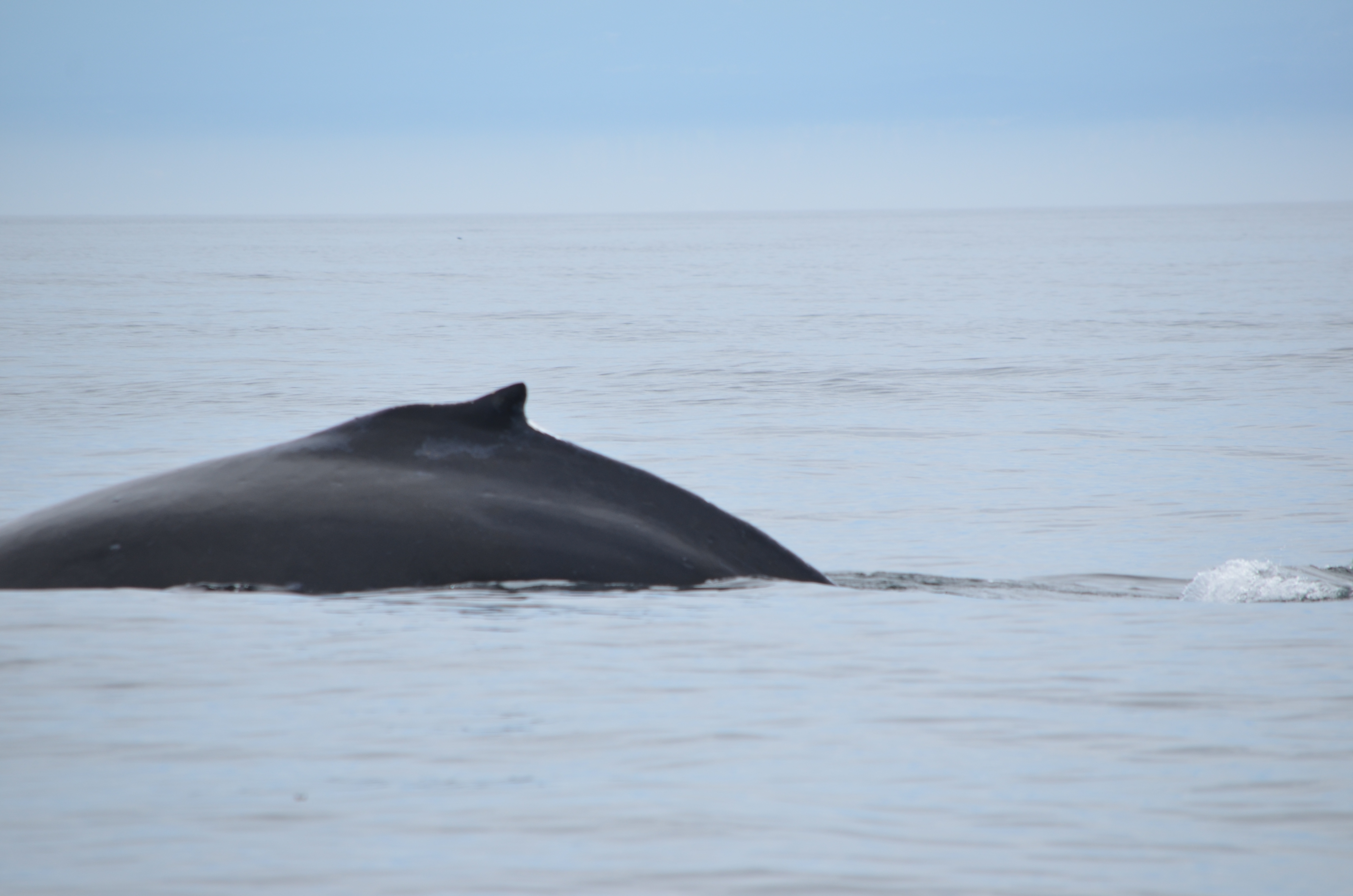 photos/wildlife/Mammal_Species/Humpback Whale/DSC_0110.JPG